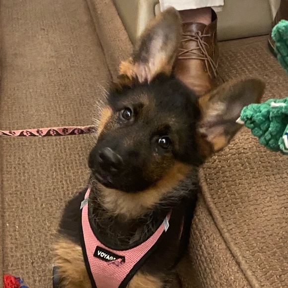 Meet your Posher, Kristina - Picture 1 of 1